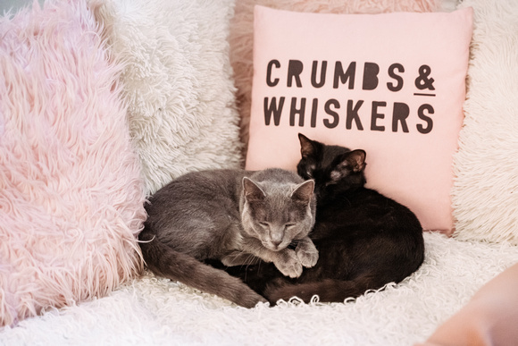 Crumbs-Whiskers-DC24-7962