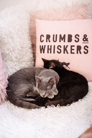 Crumbs-Whiskers-DC24-7965
