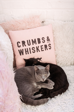Crumbs-Whiskers-DC24-7969