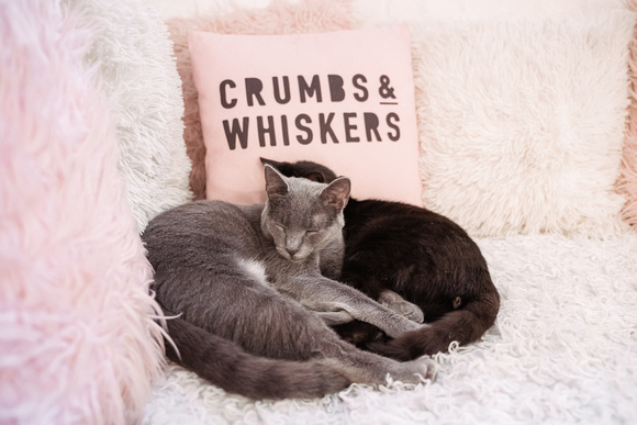 Crumbs-Whiskers-DC24-7994