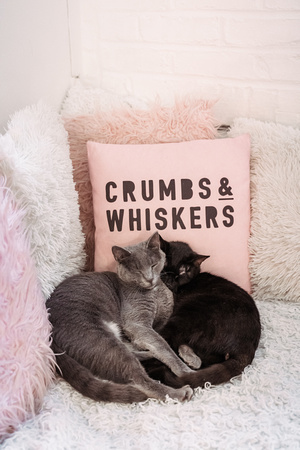 Crumbs-Whiskers-DC24-7990